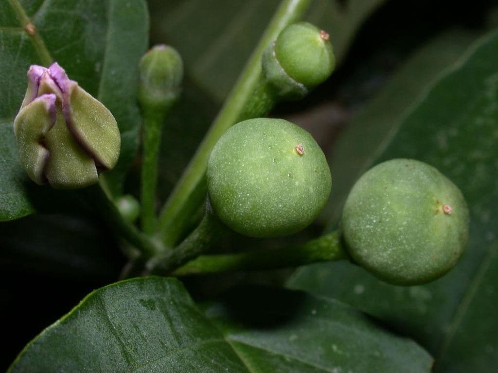 Lycianthes heteroclita
