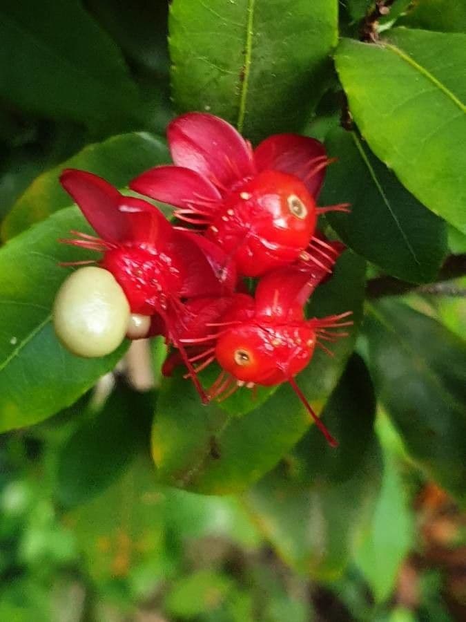 Ochna serrulata 4