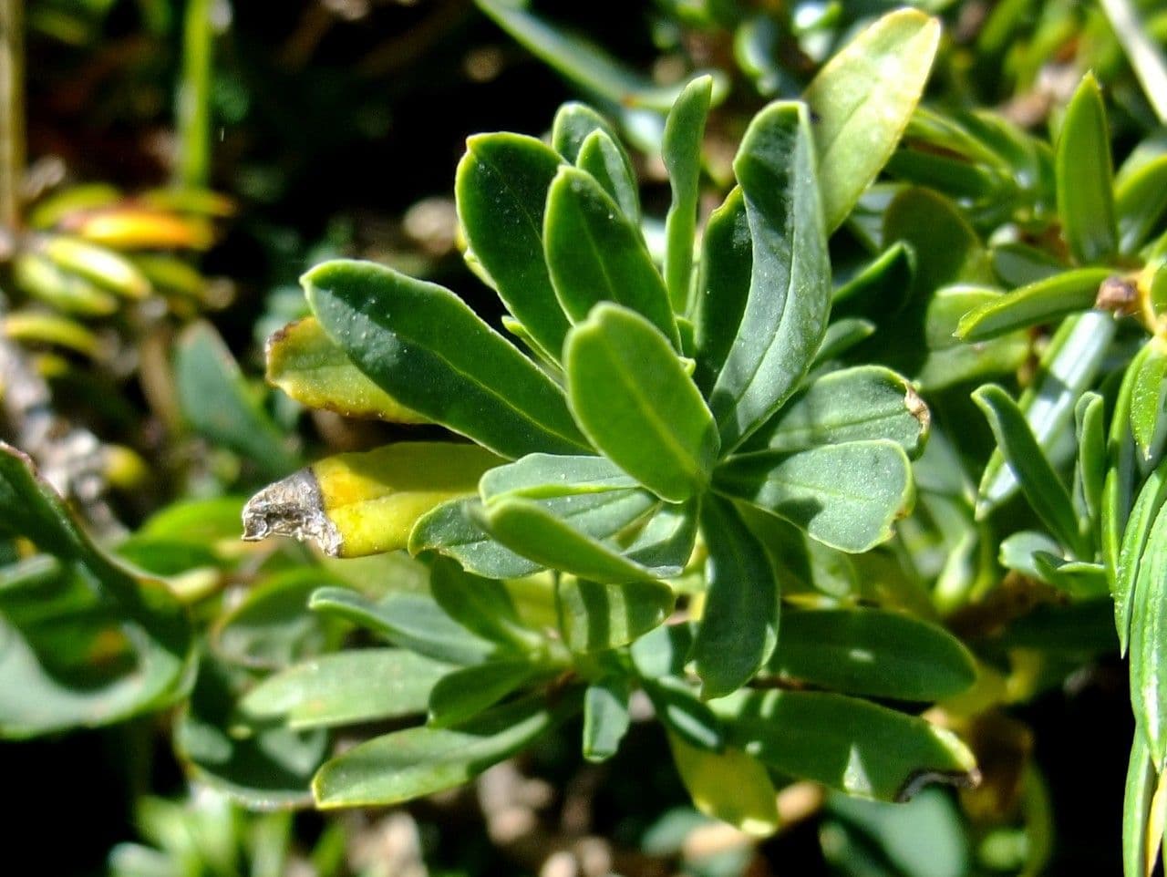 Dafne striata 17