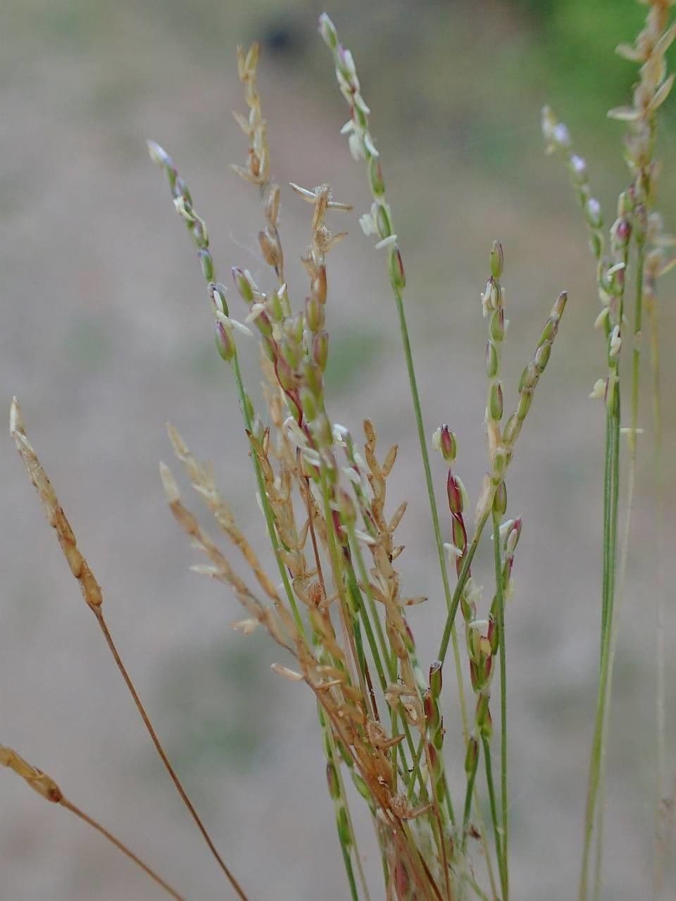 Mibora minima