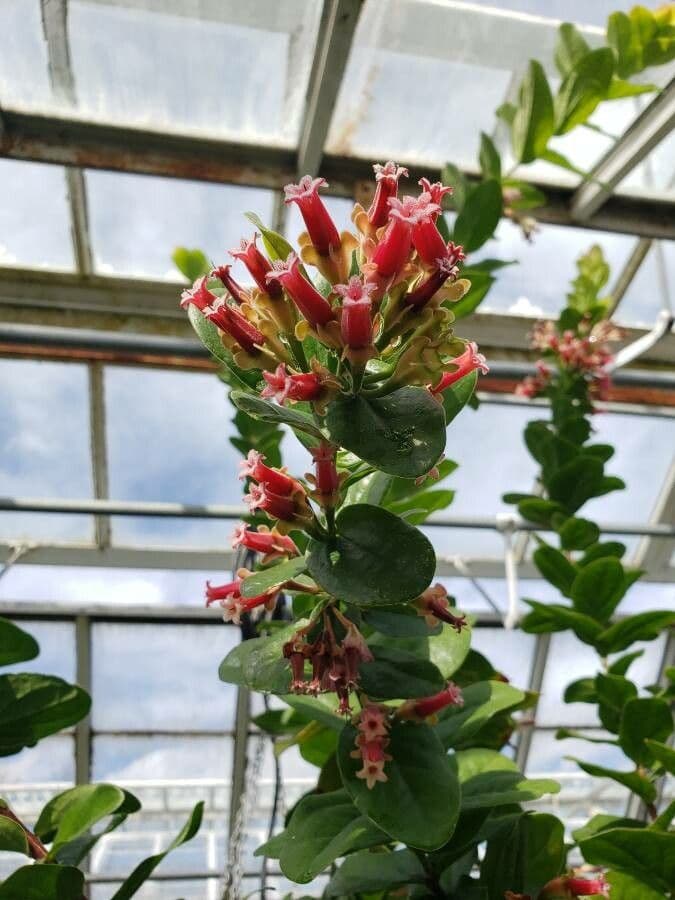 Macleania 4