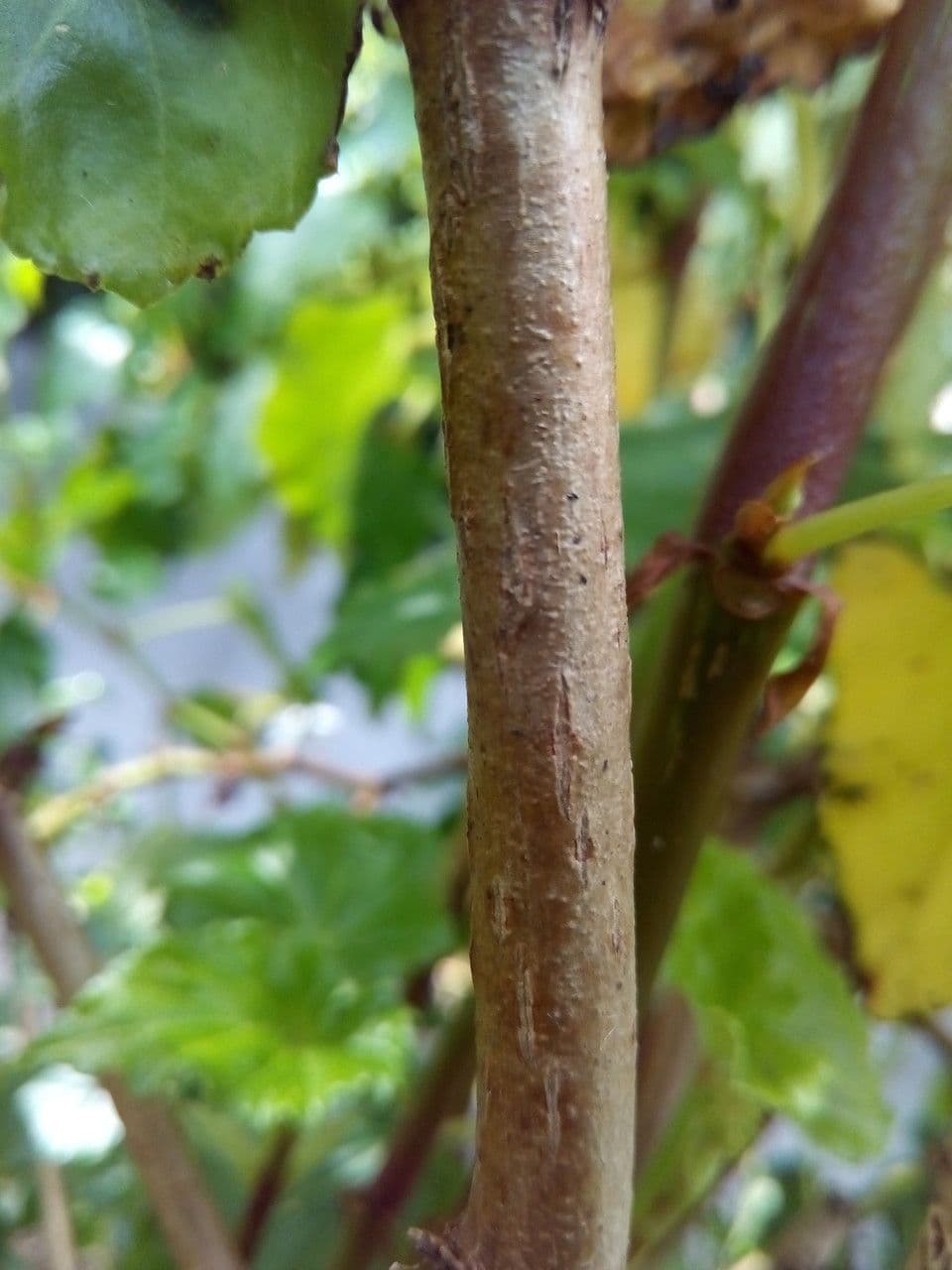 Begonia 18