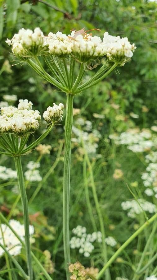 Oenanthe pimpinelloides 24