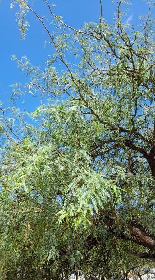 Prosopis flexuosa 2