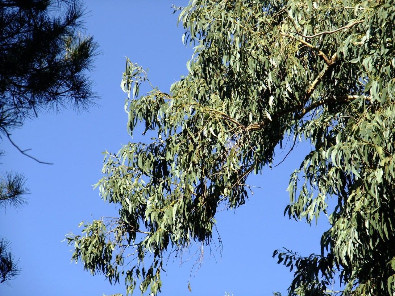 Blauer Eukalyptus 27