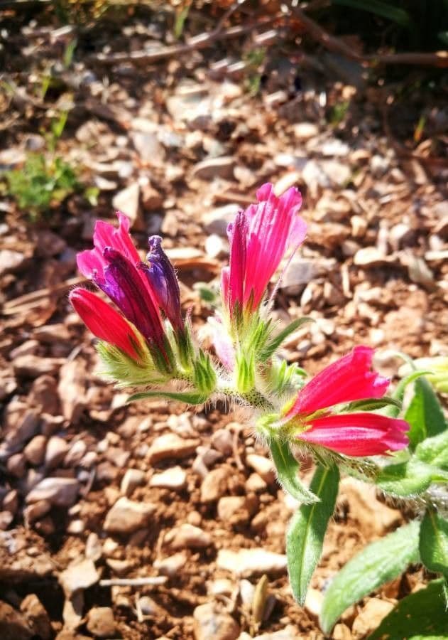 Echium cretico 2