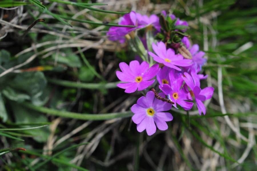 Primula farinosa 7