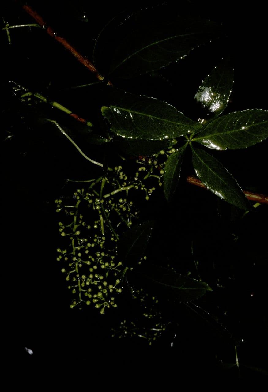Falso Aralia
