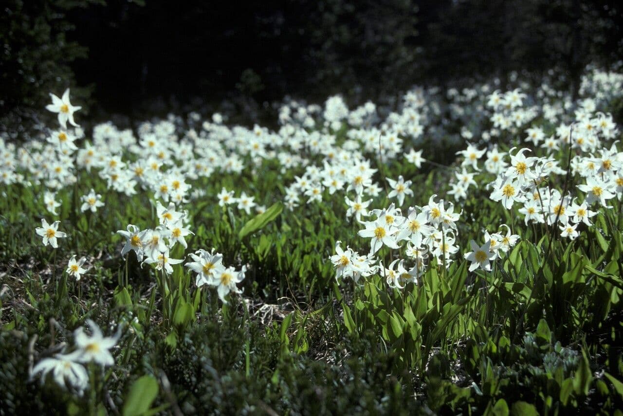 Erythronium montanum 2