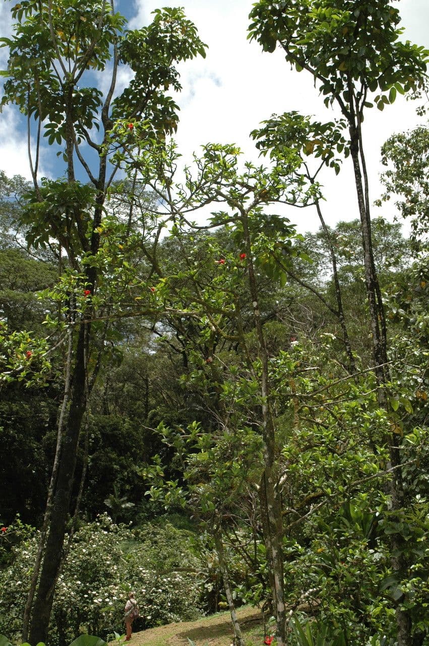 Hibiskus 6