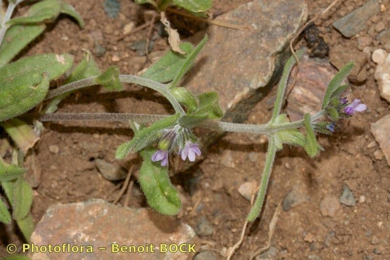 Buglossoides 2