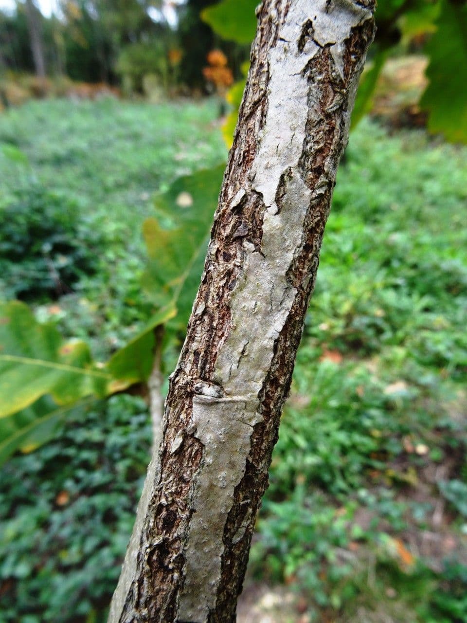 Quercia Daimyo 22