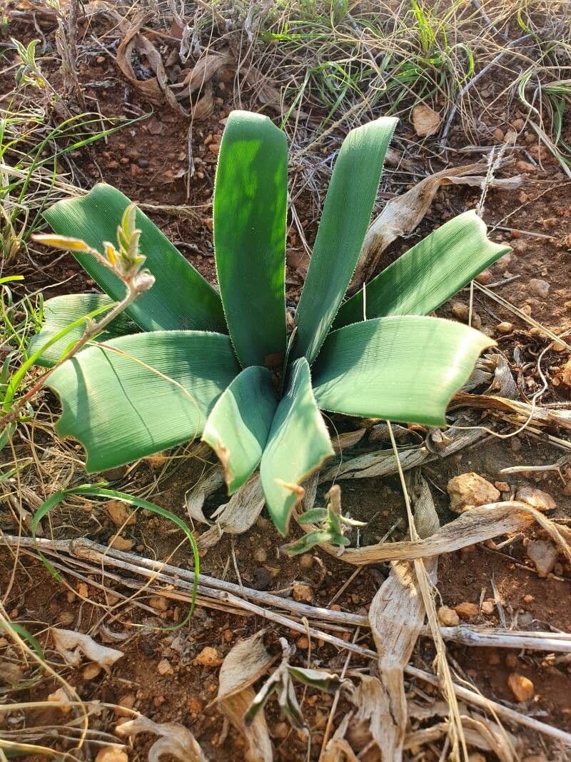 Ammocharis 14