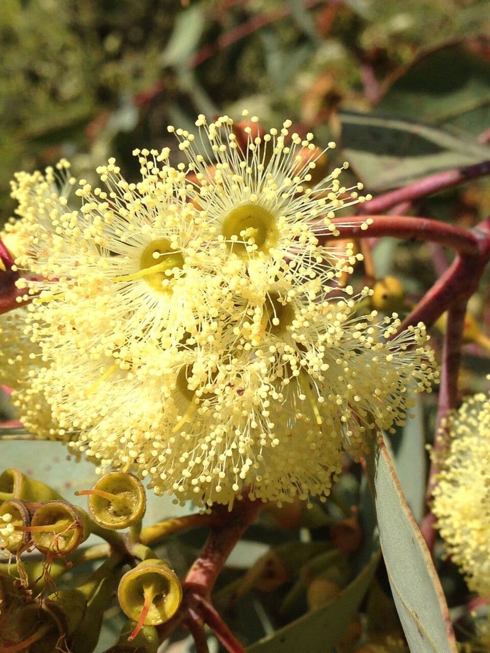 Eukalyptus 3