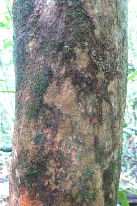 Ptychopetalum