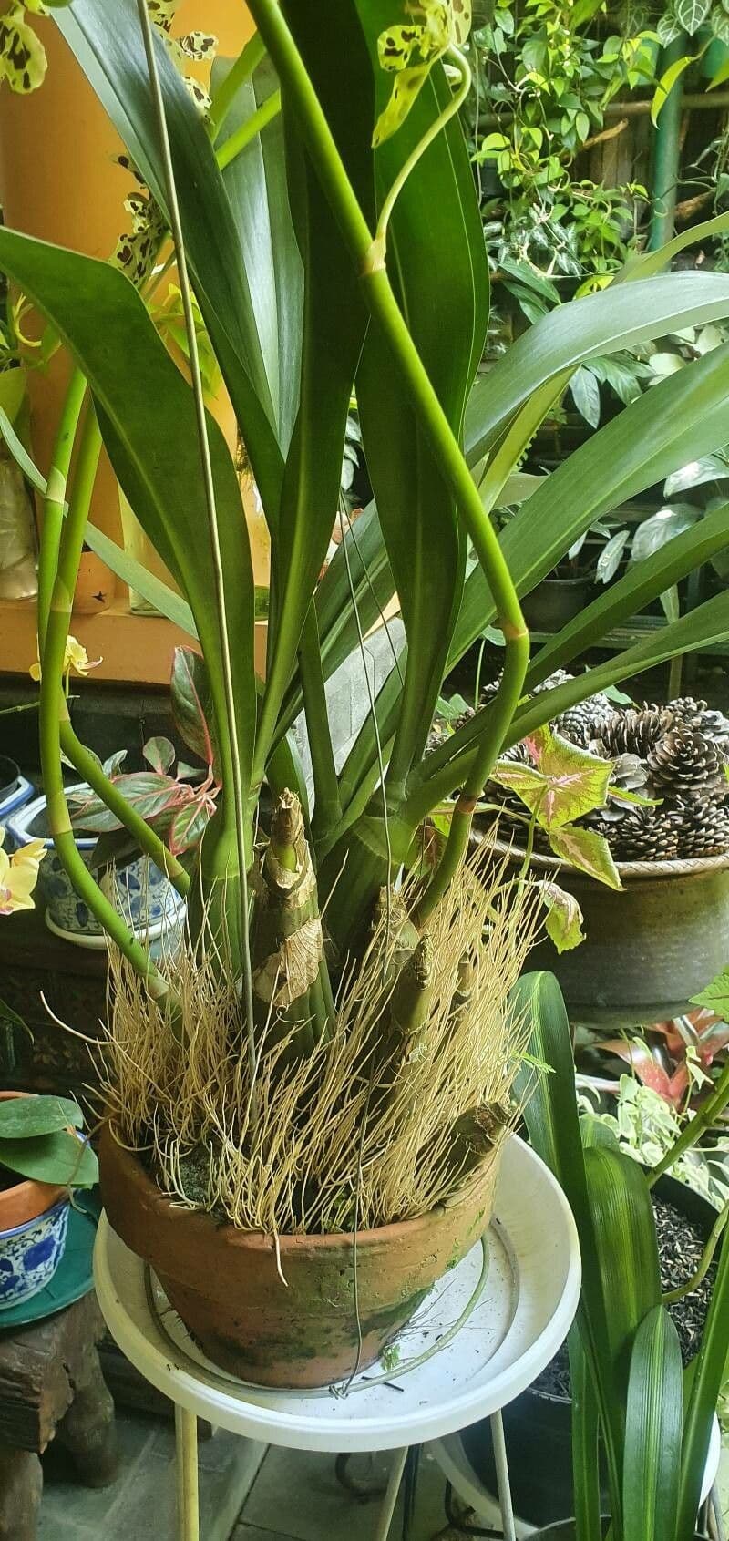 Orchidea Tigre 8