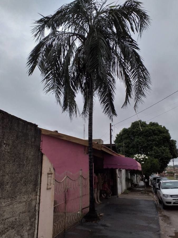 Palma 4
