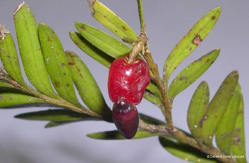 Falcatifolium