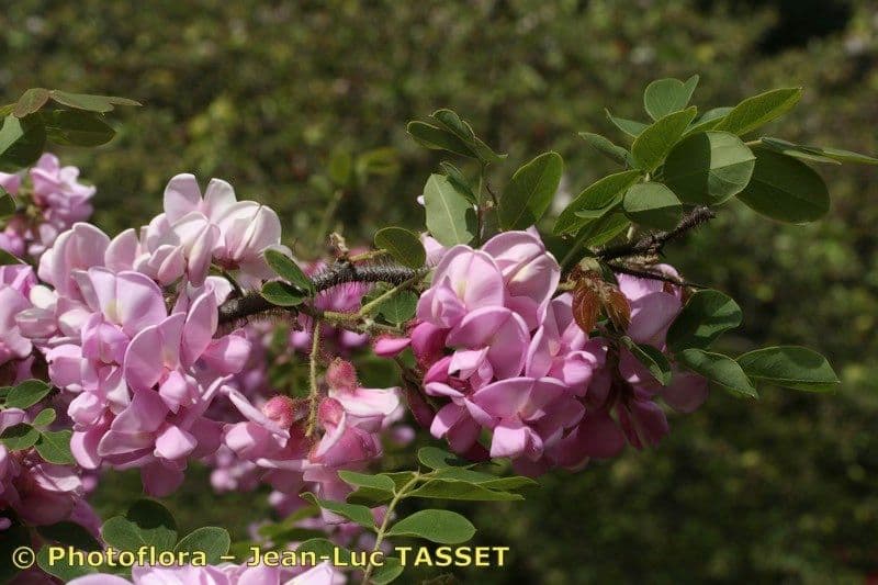 Robinia ispida 29