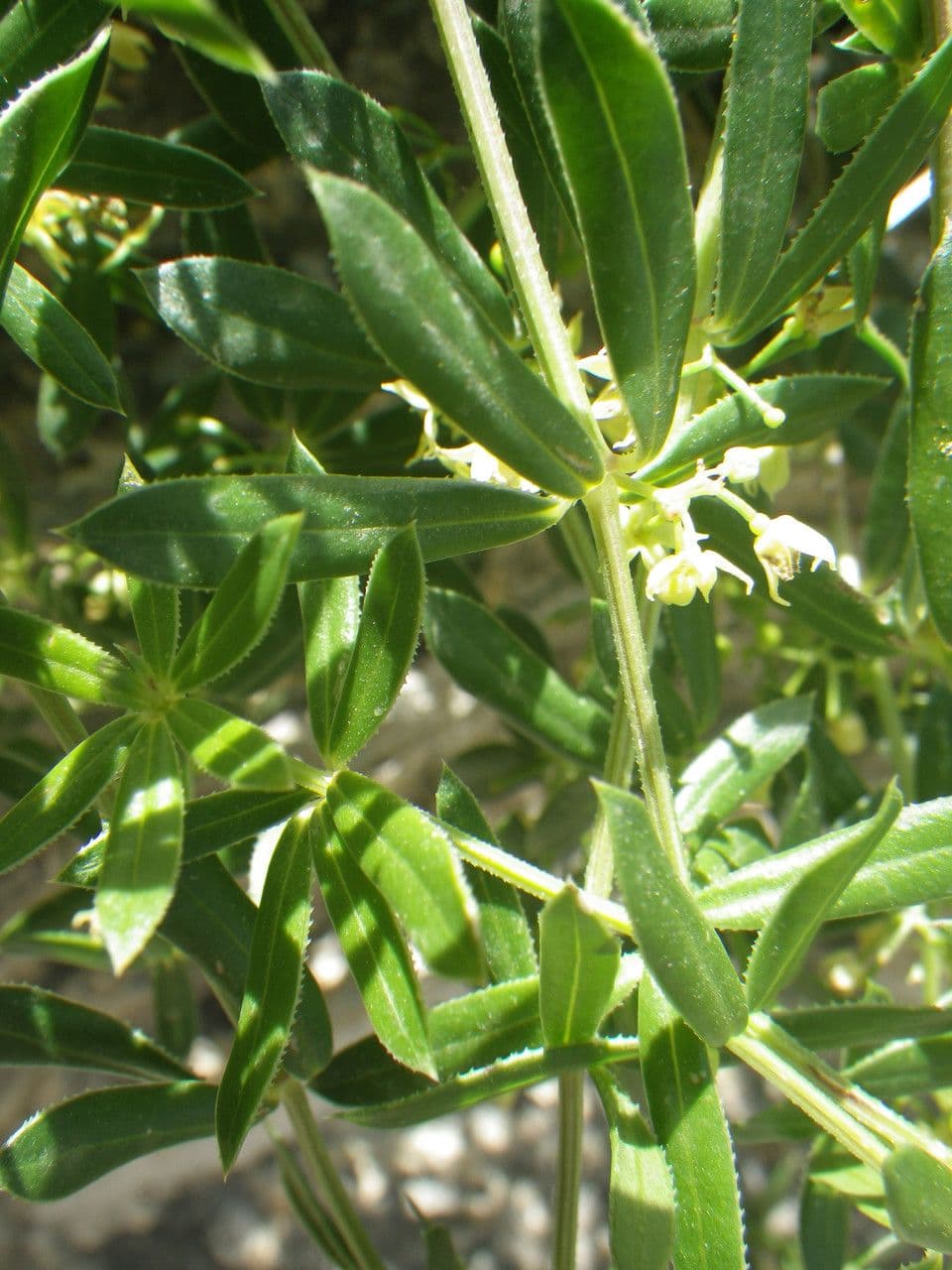 Schmalblättriges Färberkraut 2