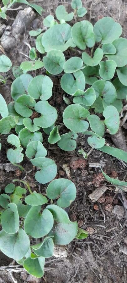 Dichondra