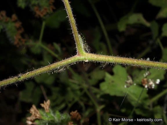 Fagelia ramosa 17