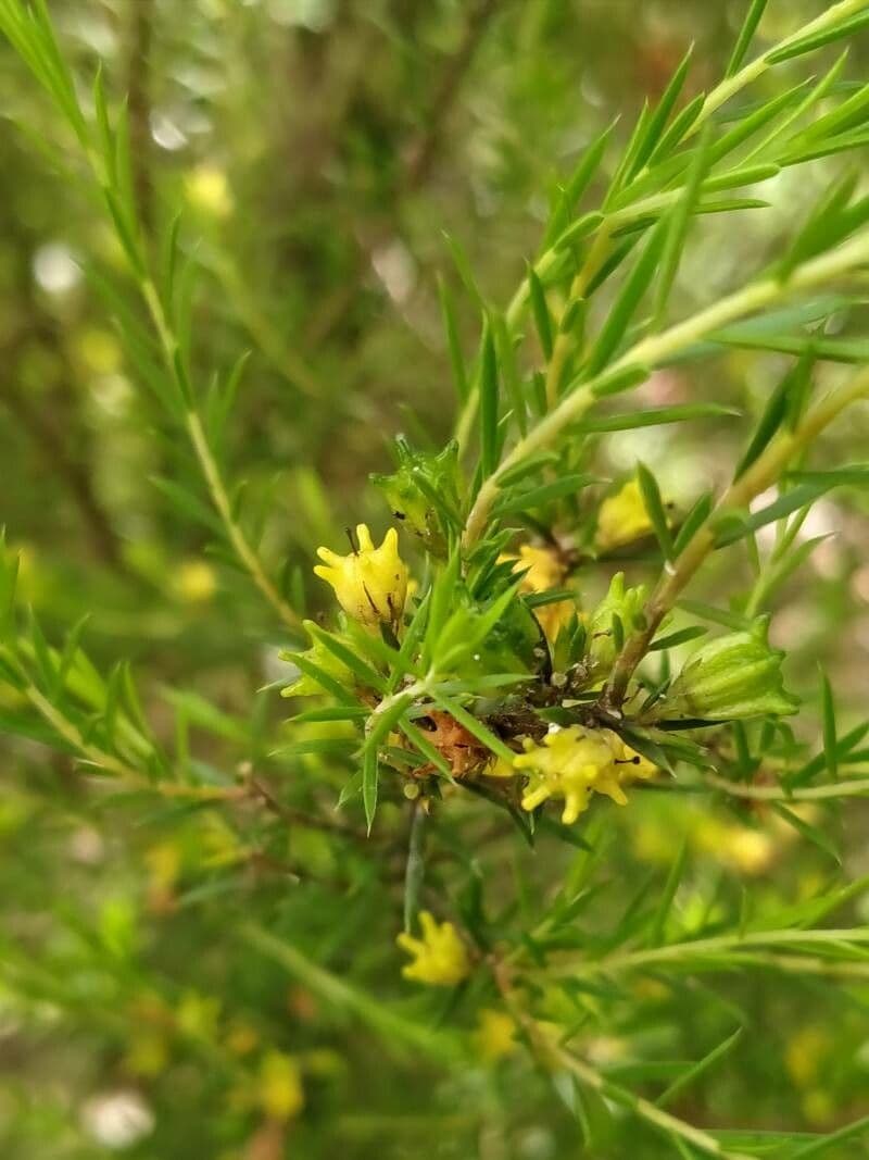 Gnidia