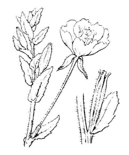 Enagra 20