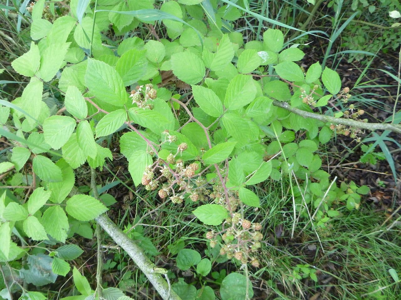 Brombeere 6