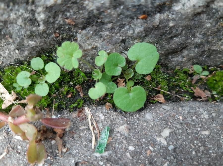 Dichondra a fiore piccolo 21