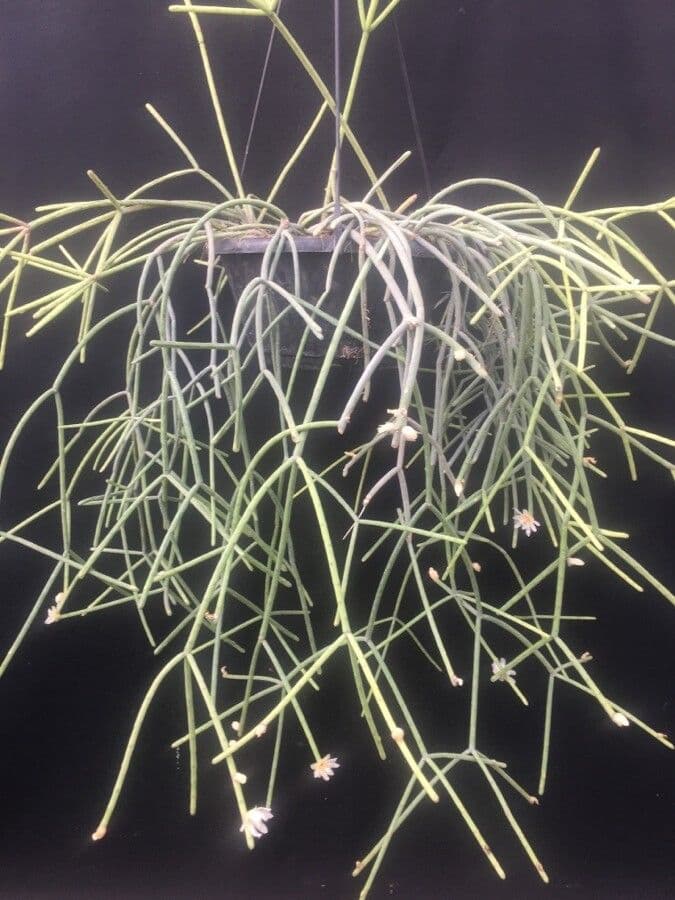 Rhipsalis 5