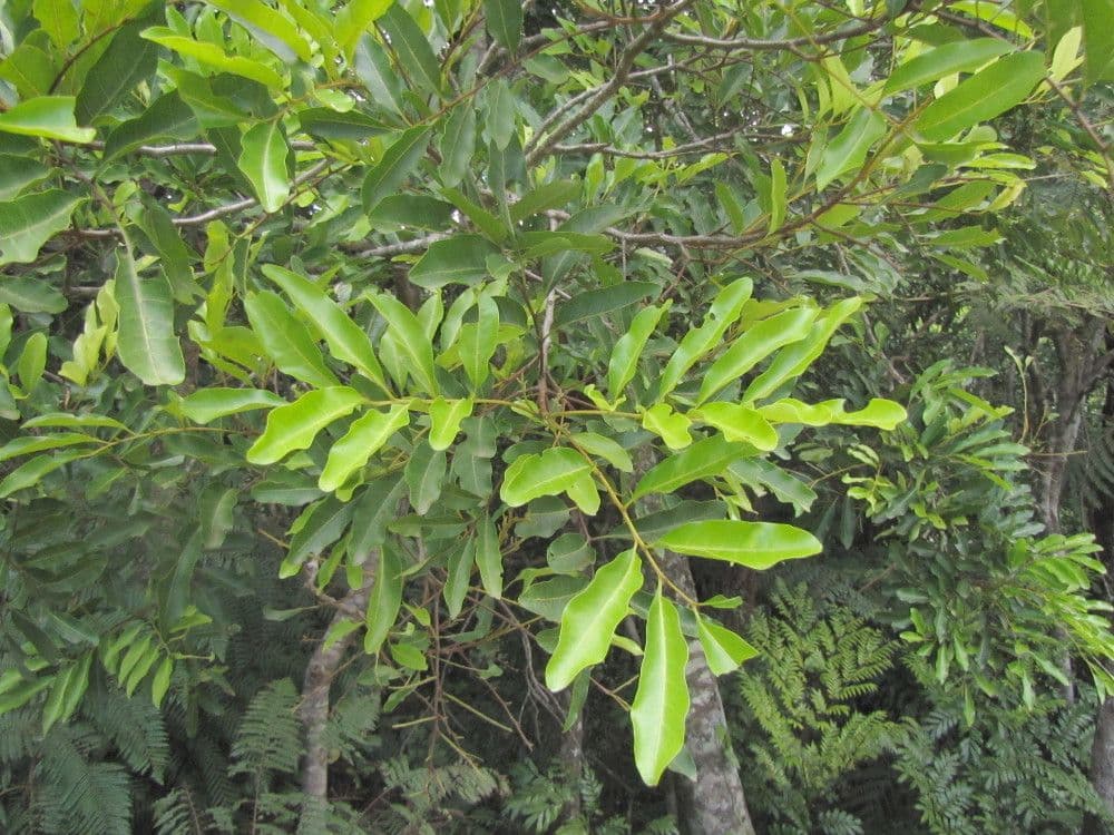 Cupaniopsis 2