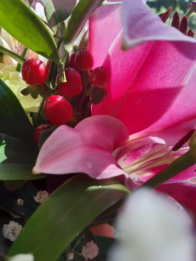 Siam-Tulpe