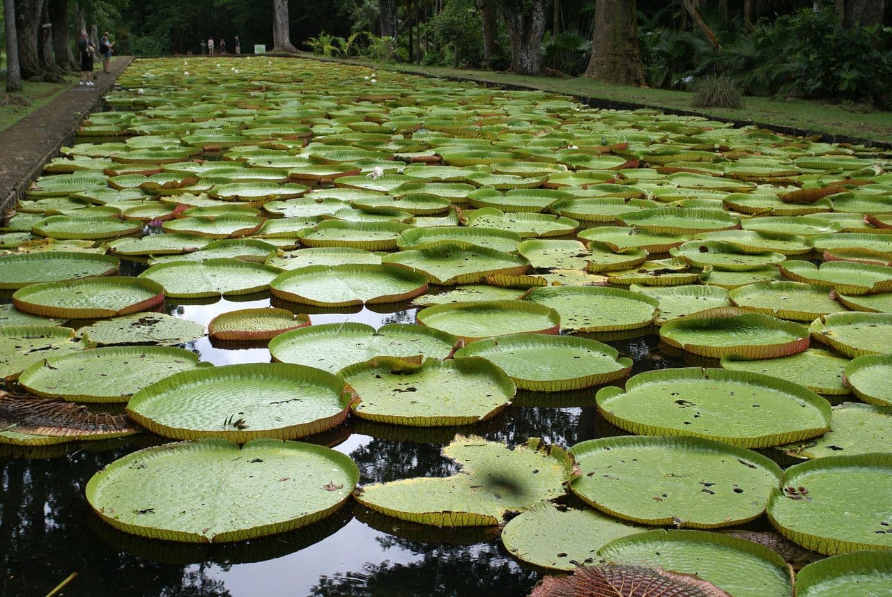 Riesen-Seerose 10