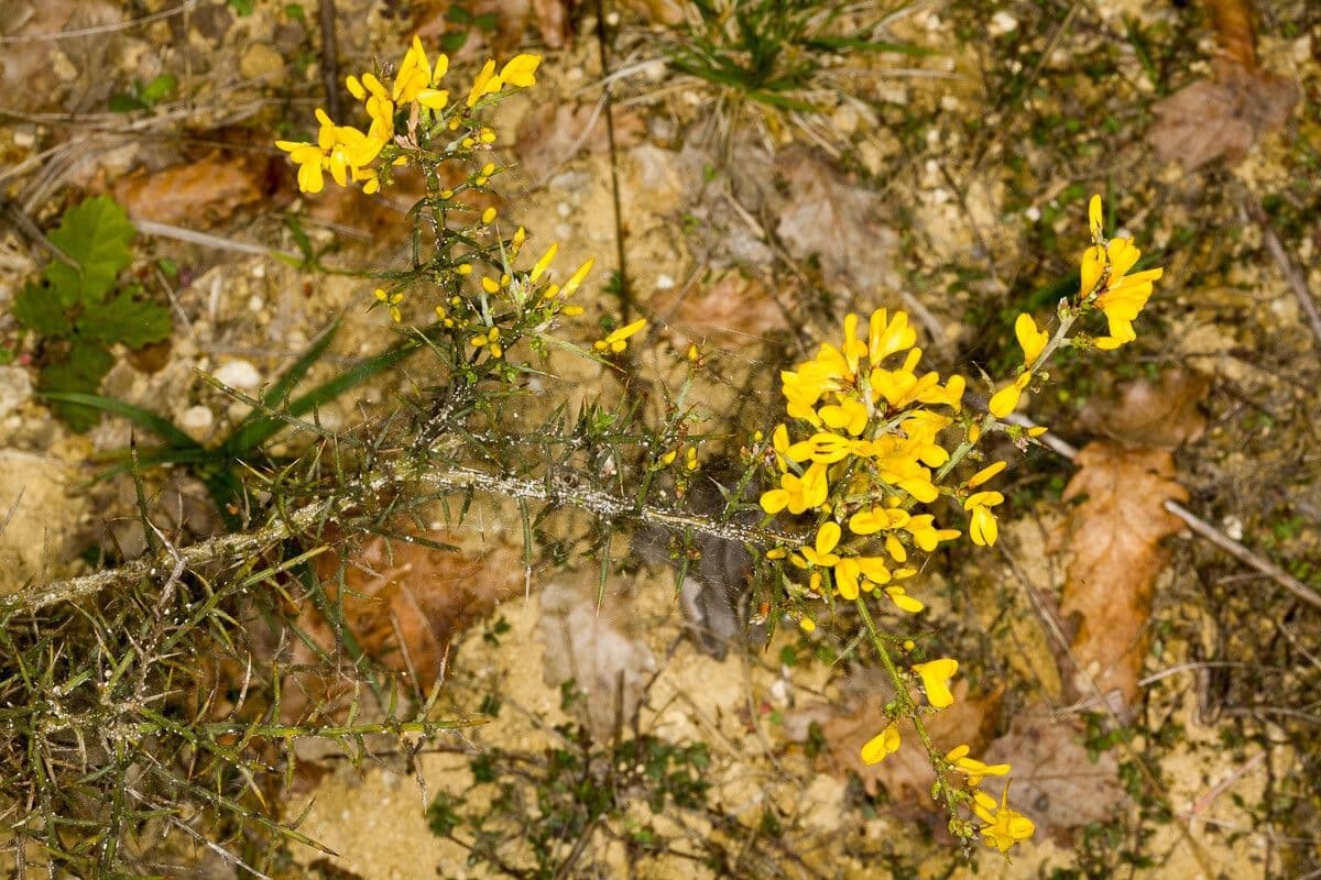 Ginestra spinosa 24