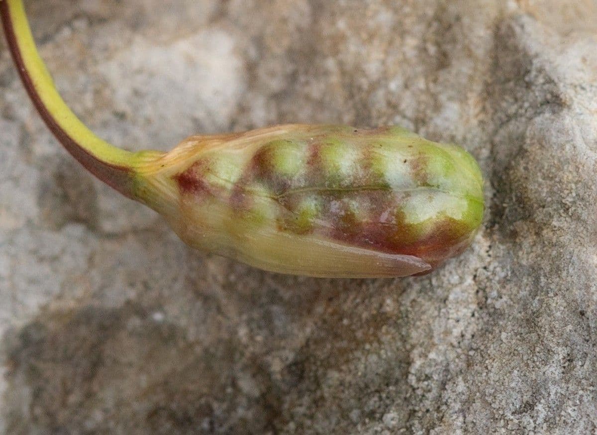 Romulea 2