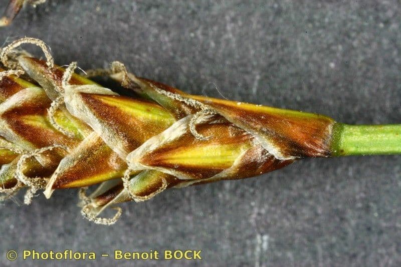 Carice dioica 5