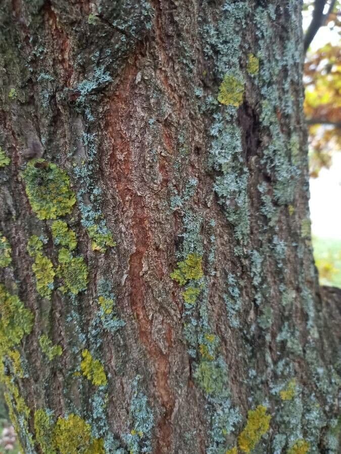 Quercia comune 25