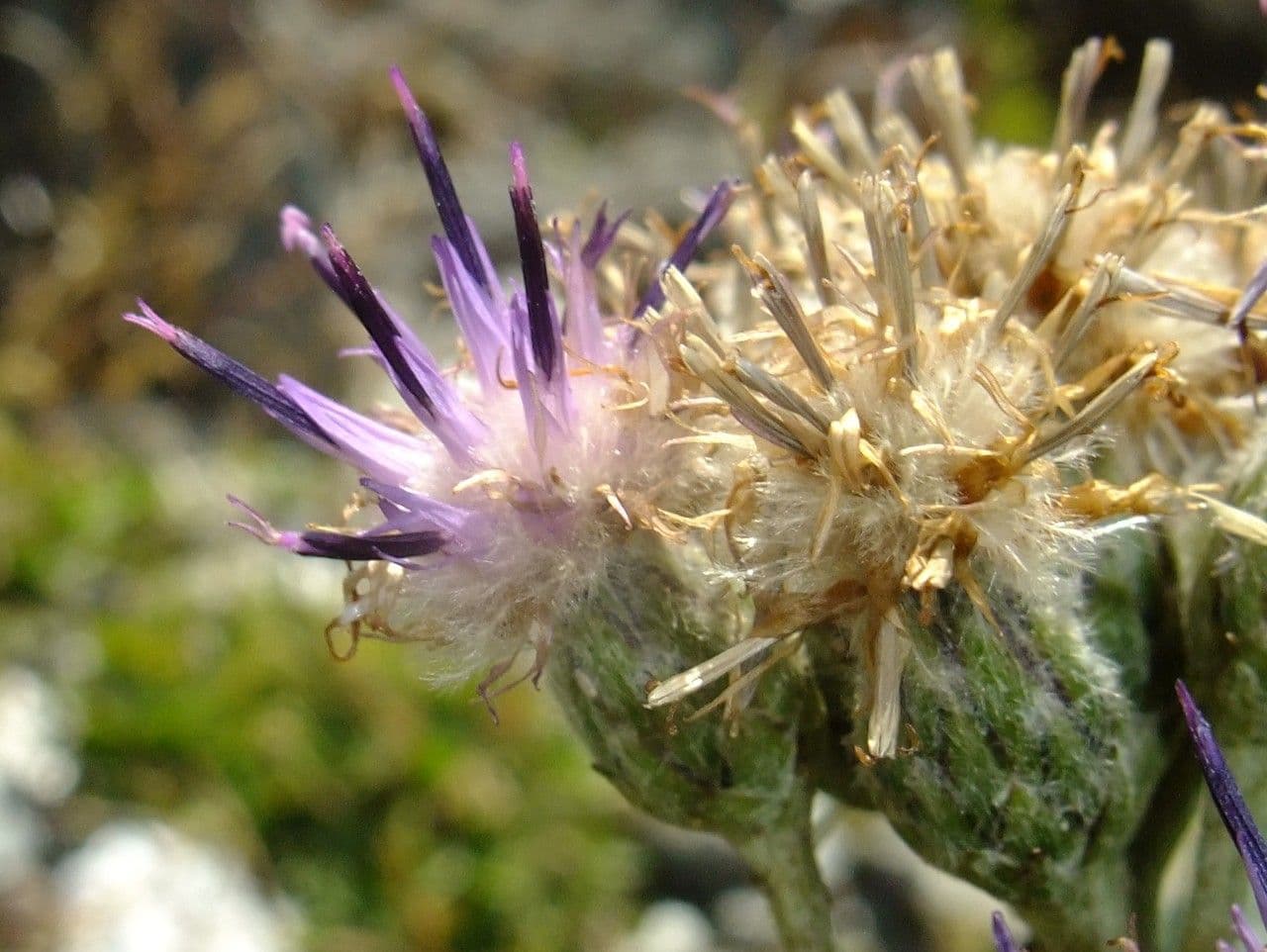 Saussurea discolor 8