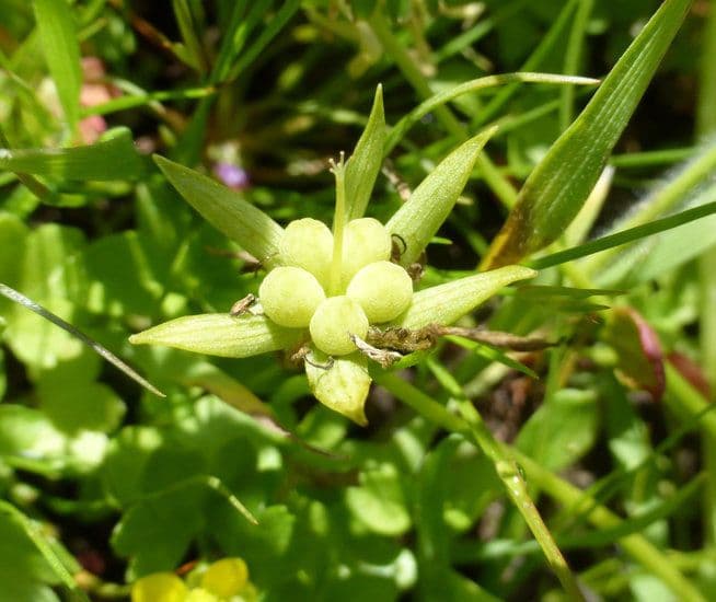 Limnanthes