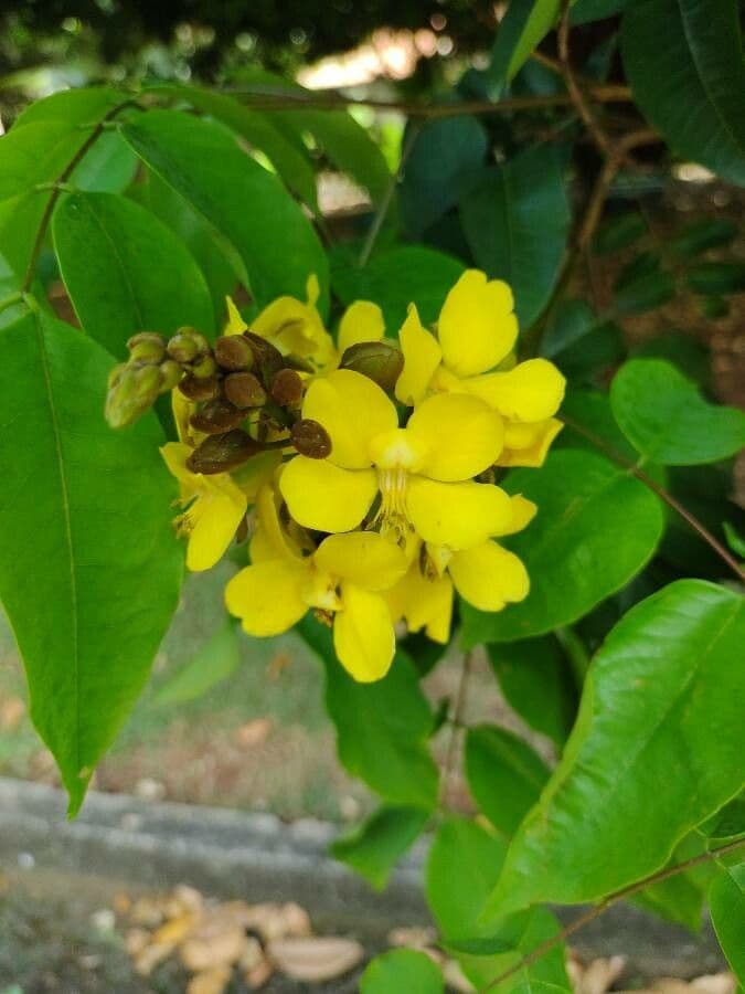 Cenostigma 2