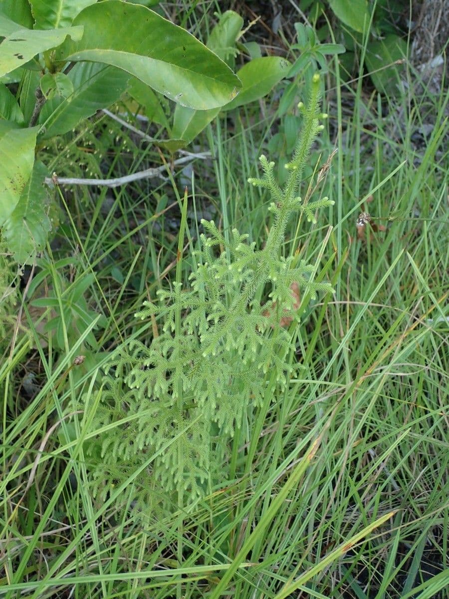 Lycopodiella cernua 8