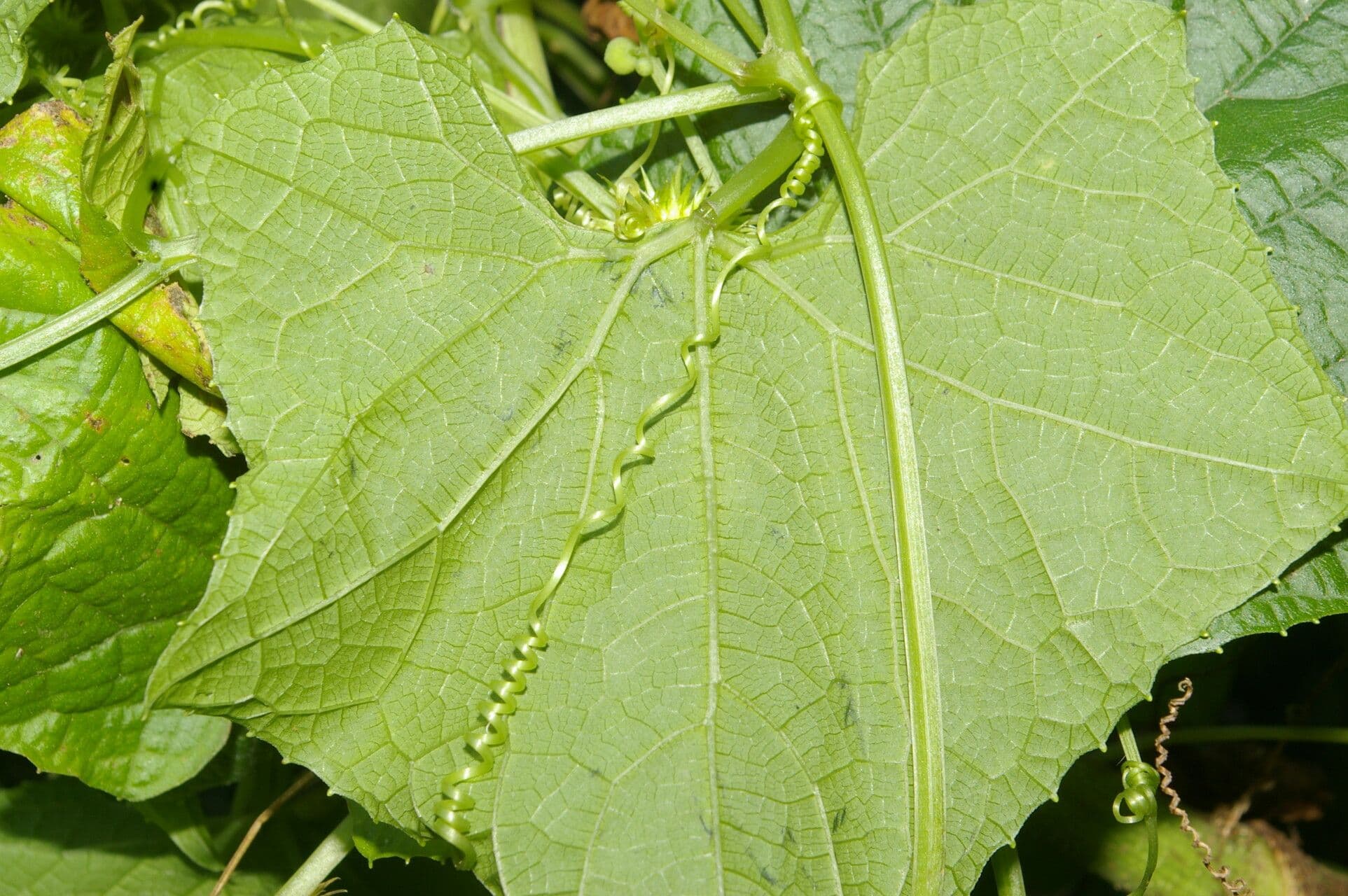 Echinopepon 5