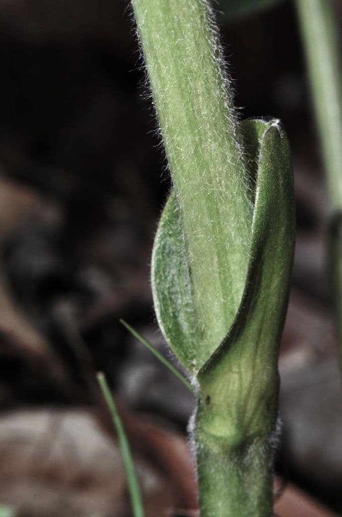 Baptisia bracteata 22