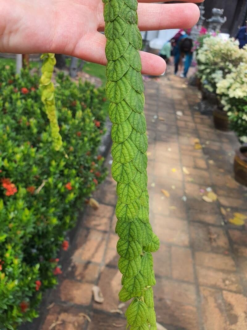 Phyllodium 5
