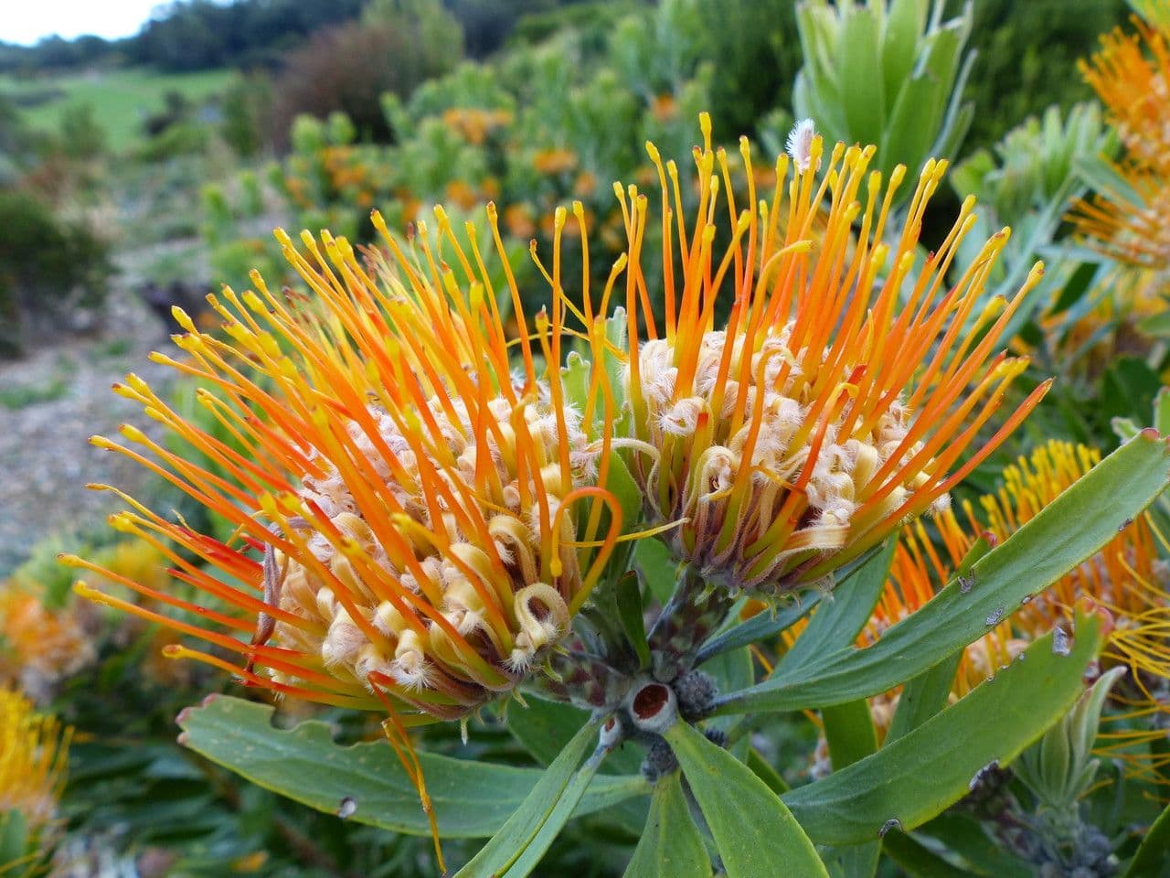 Leucospermum