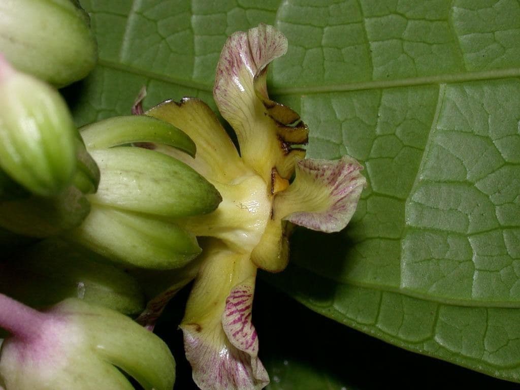 Prestonia portobellensis 5