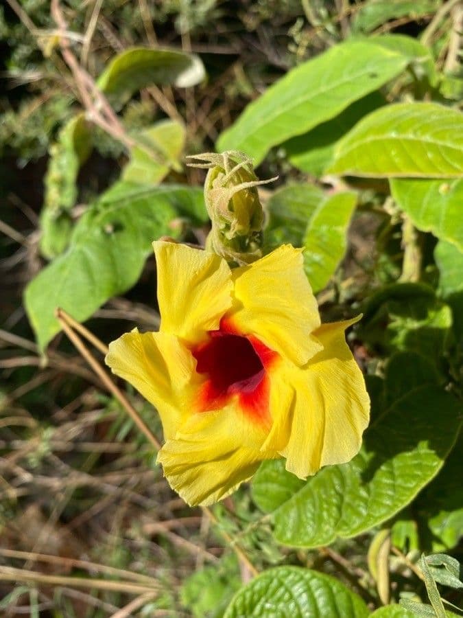 Mandevilla 3