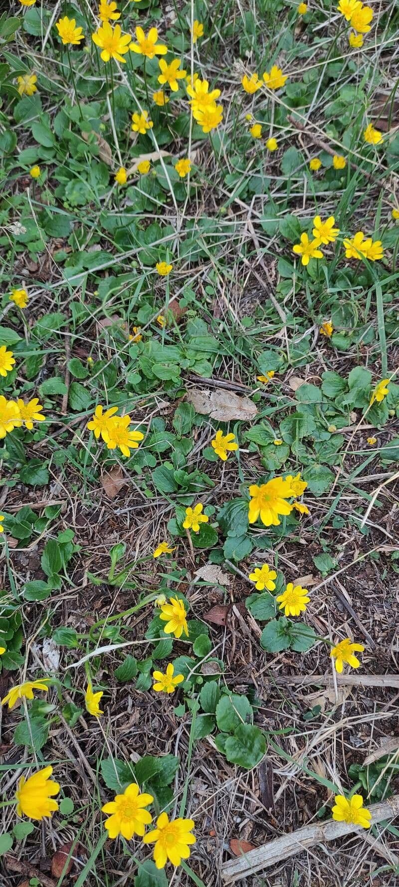 Ranuncolo autunnale 8
