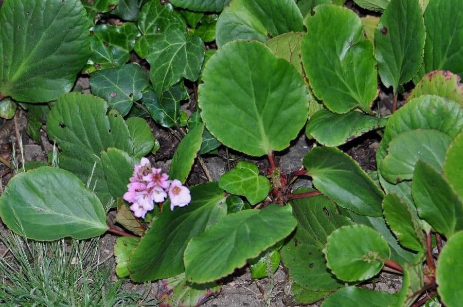 Bergenia Stracheya 8